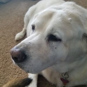 Meet your Posher, Jennie